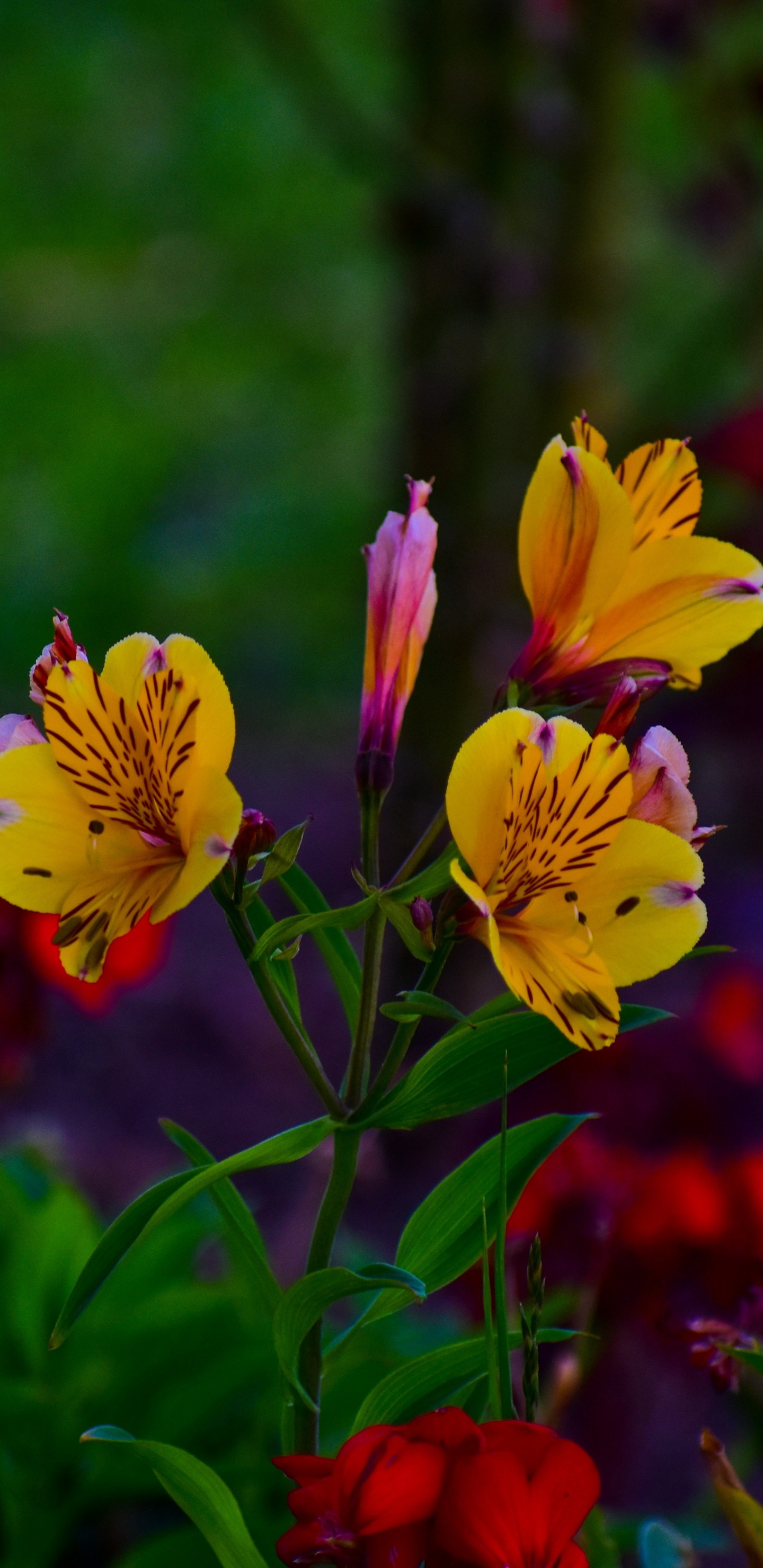 Обои лилии инков, цветковое растение, цветок, зеленый, лепесток в разрешении 1440x2960