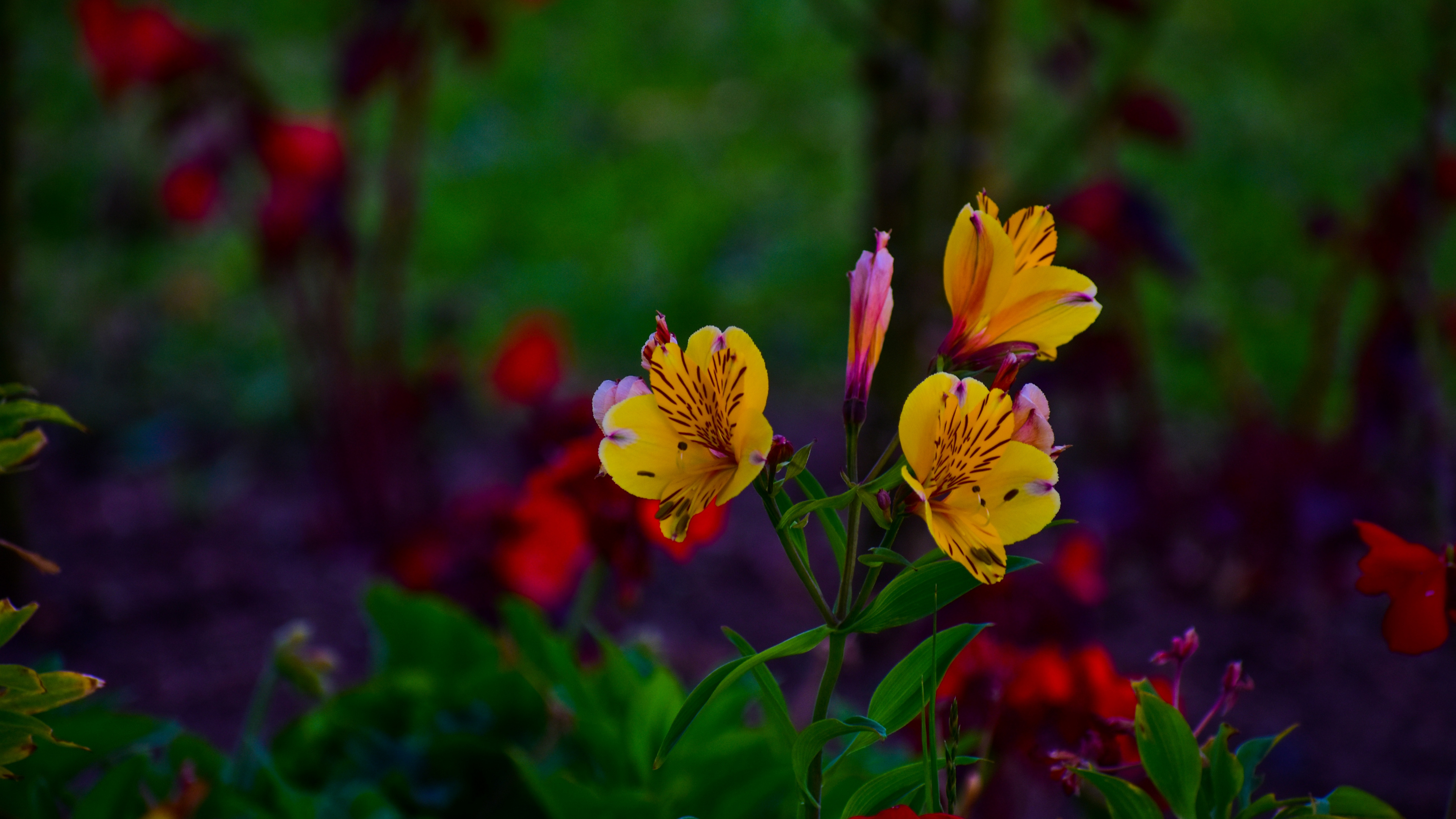 Обои лилии инков, цветковое растение, цветок, зеленый, лепесток в разрешении 3840x2160
