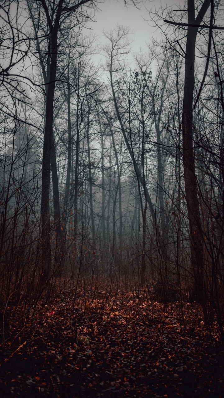 Обои лес, дерево, лесистая местность, природный ландшафт, природа в разрешении 720x1280