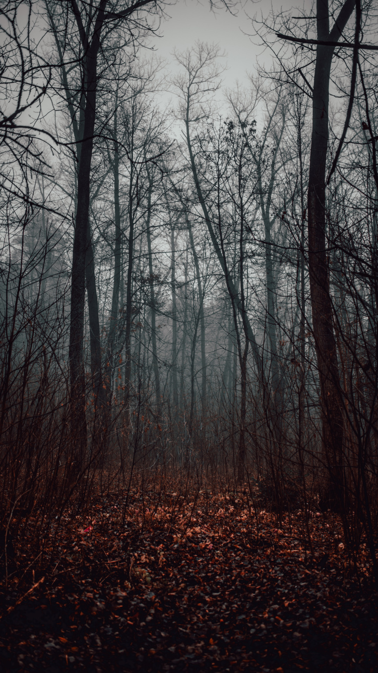 Обои лес, дерево, лесистая местность, природный ландшафт, природа в разрешении 750x1334