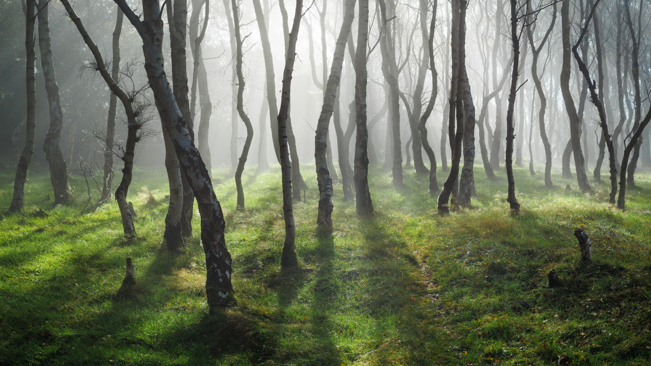 Обои лесистая местность, пейзаж, дерево, лес, природа в разрешении 1280x720