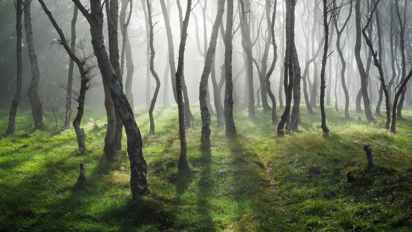 Обои лесистая местность, пейзаж, дерево, лес, природа в разрешении 1366x768