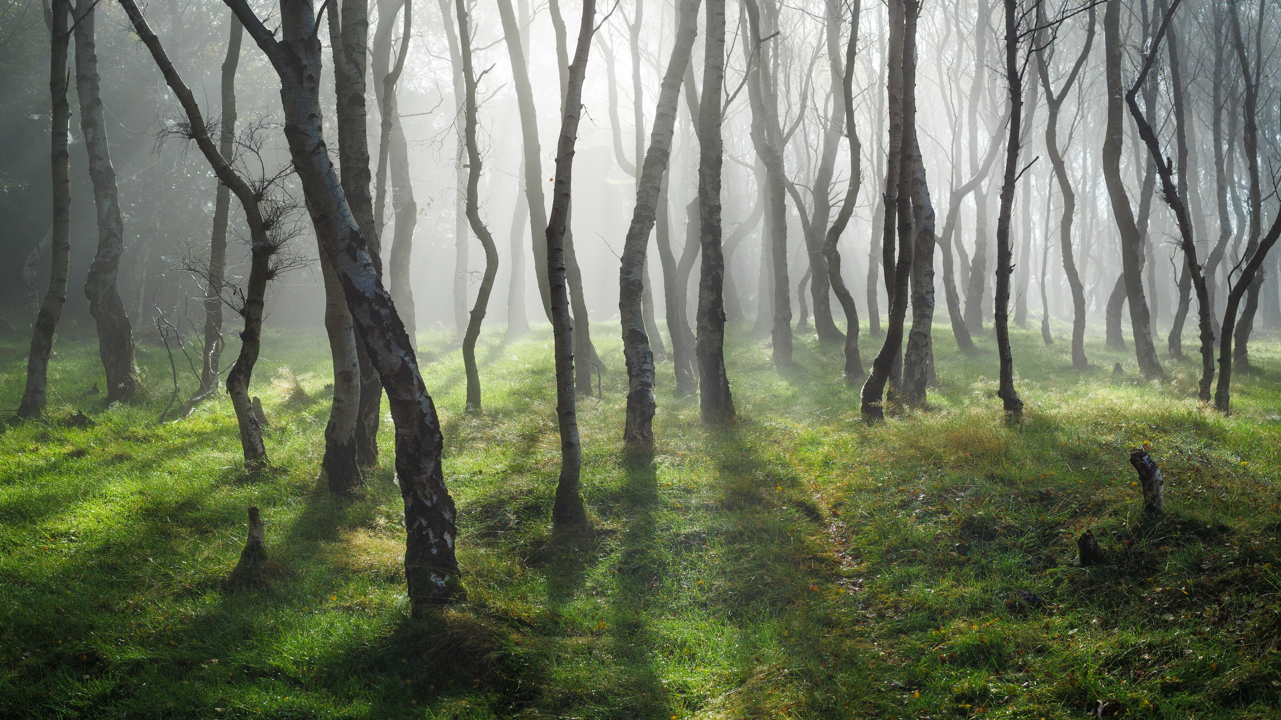 Обои лесистая местность, пейзаж, дерево, лес, природа в разрешении 2560x1440