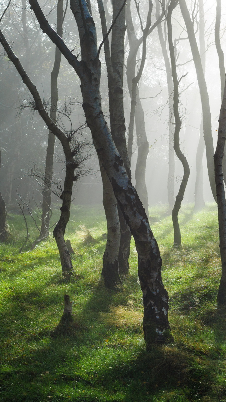 Обои лесистая местность, пейзаж, дерево, лес, природа в разрешении 750x1334