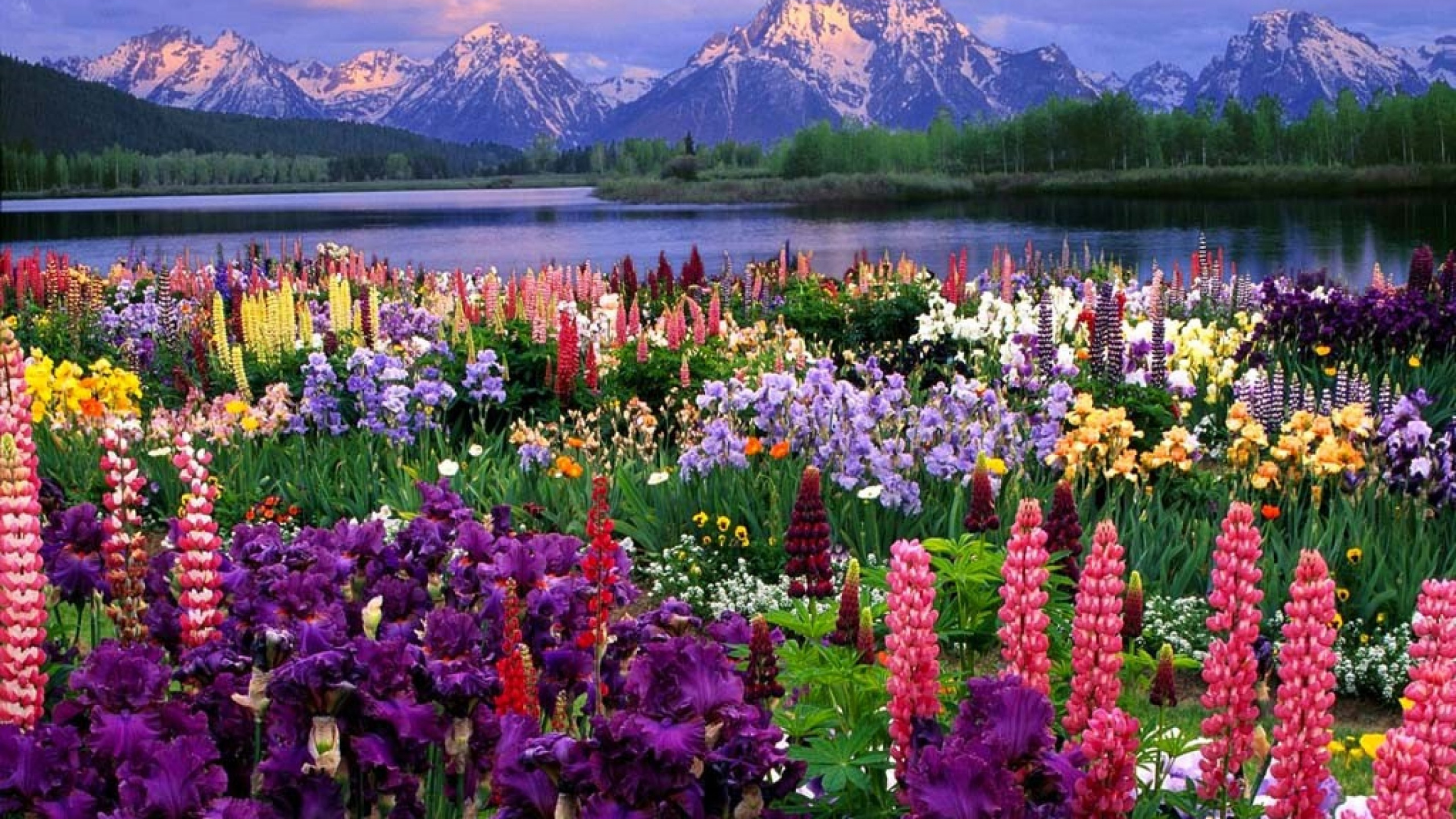 Обои гора Моран, Гранд титон, национальный парк, природа, цветок в разрешении 2560x1440