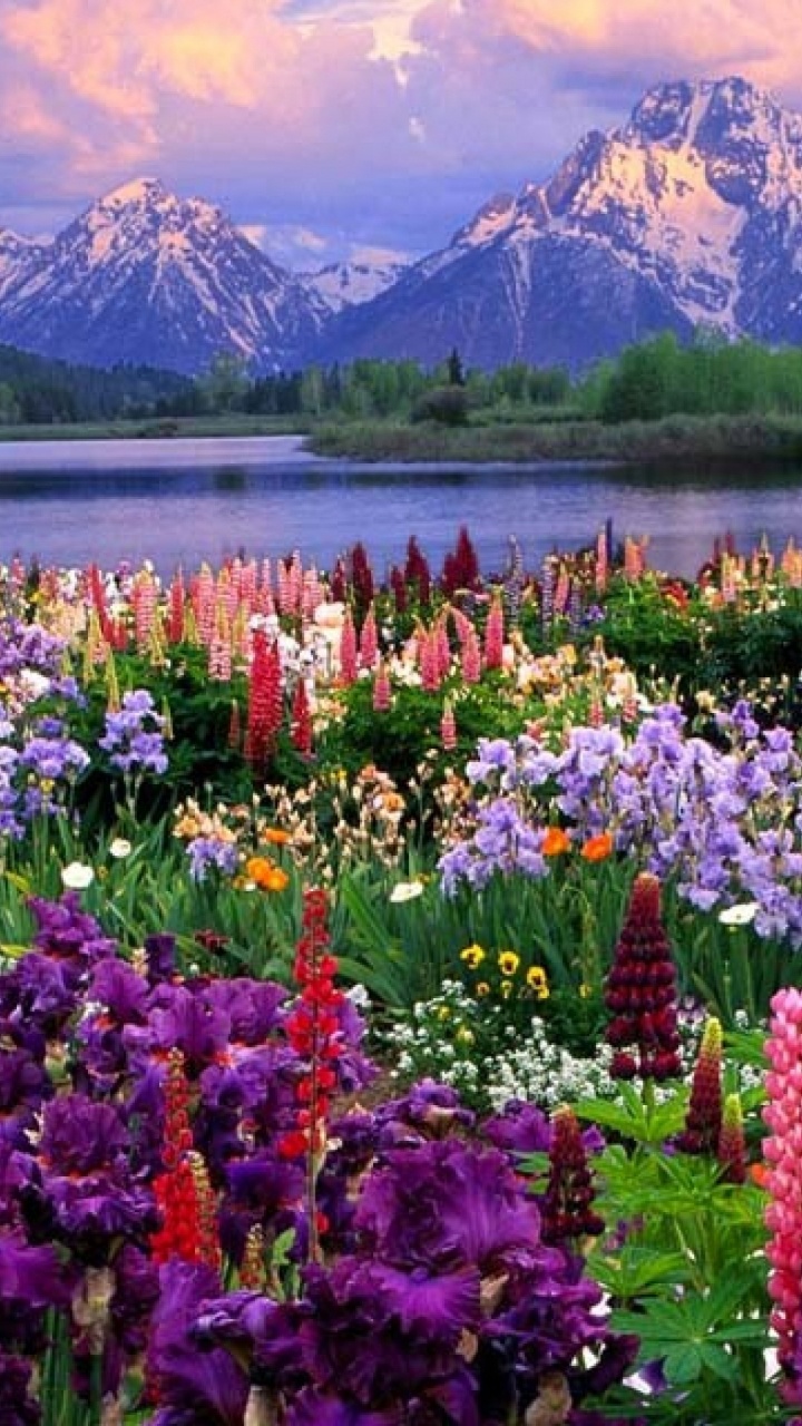 Обои гора Моран, Гранд титон, национальный парк, природа, цветок в разрешении 720x1280