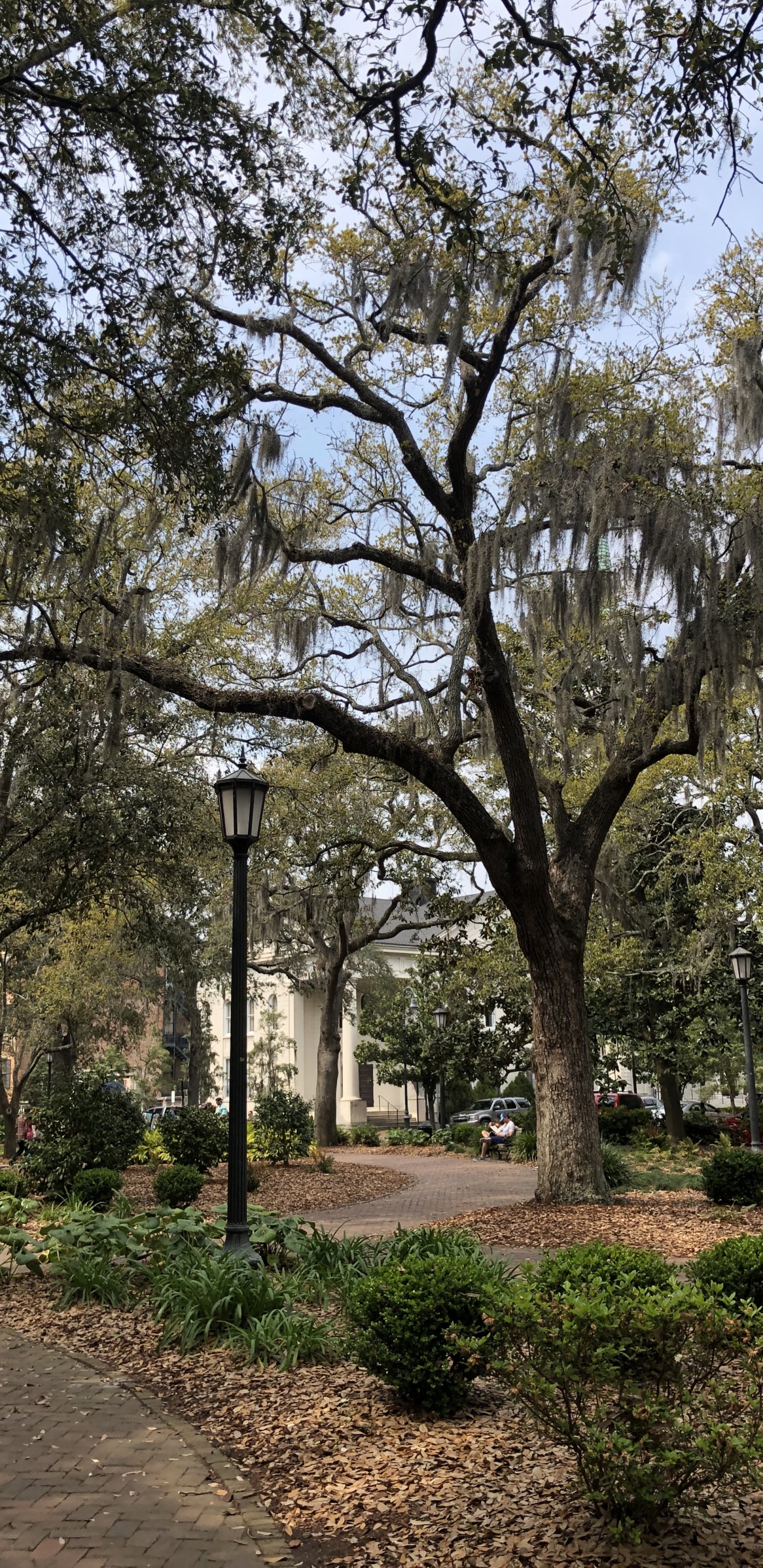 Обои ветвь, физика, наука, растение, дерево в разрешении 1440x2960