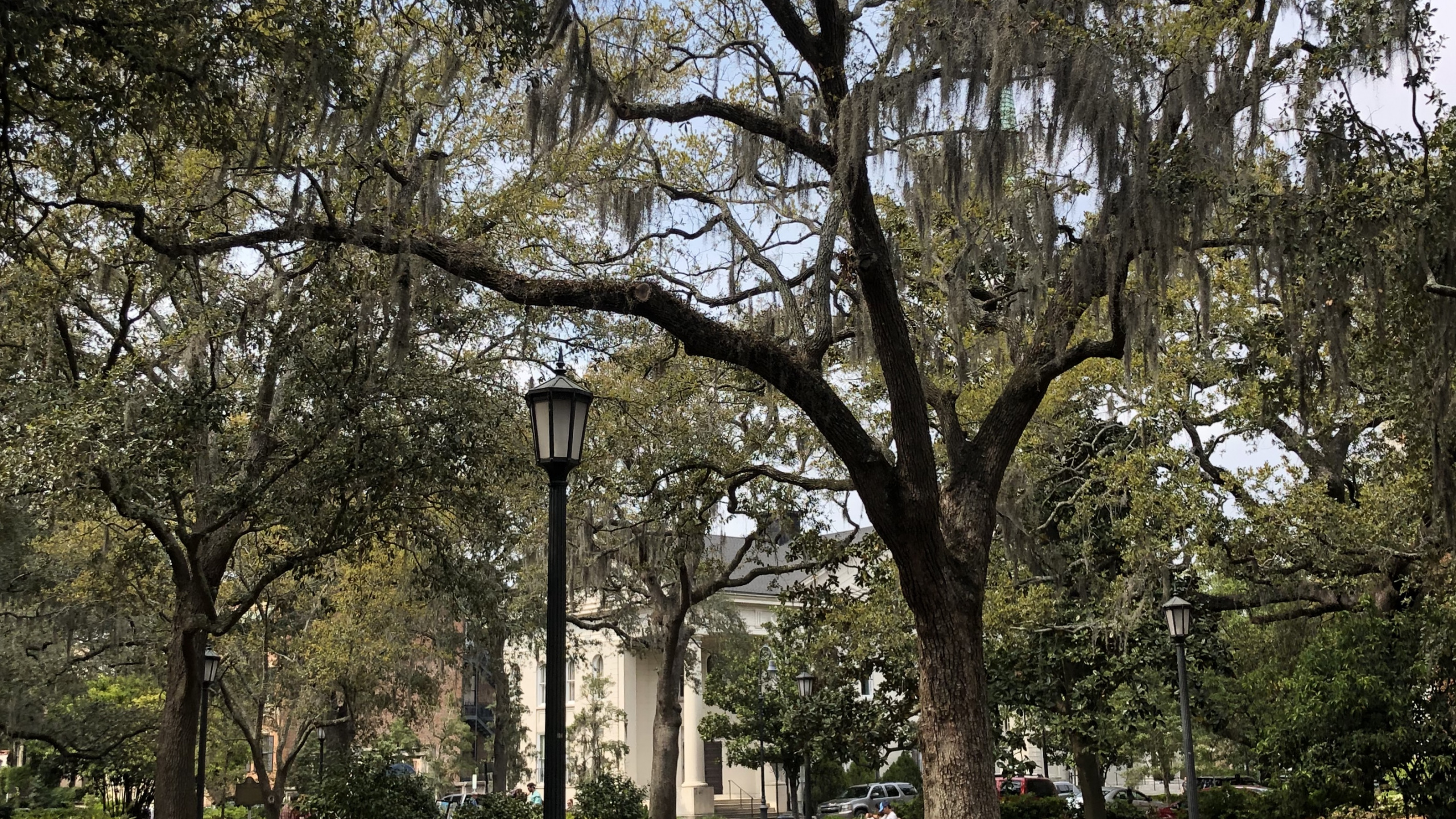 Обои ветвь, физика, наука, растение, дерево в разрешении 2560x1440