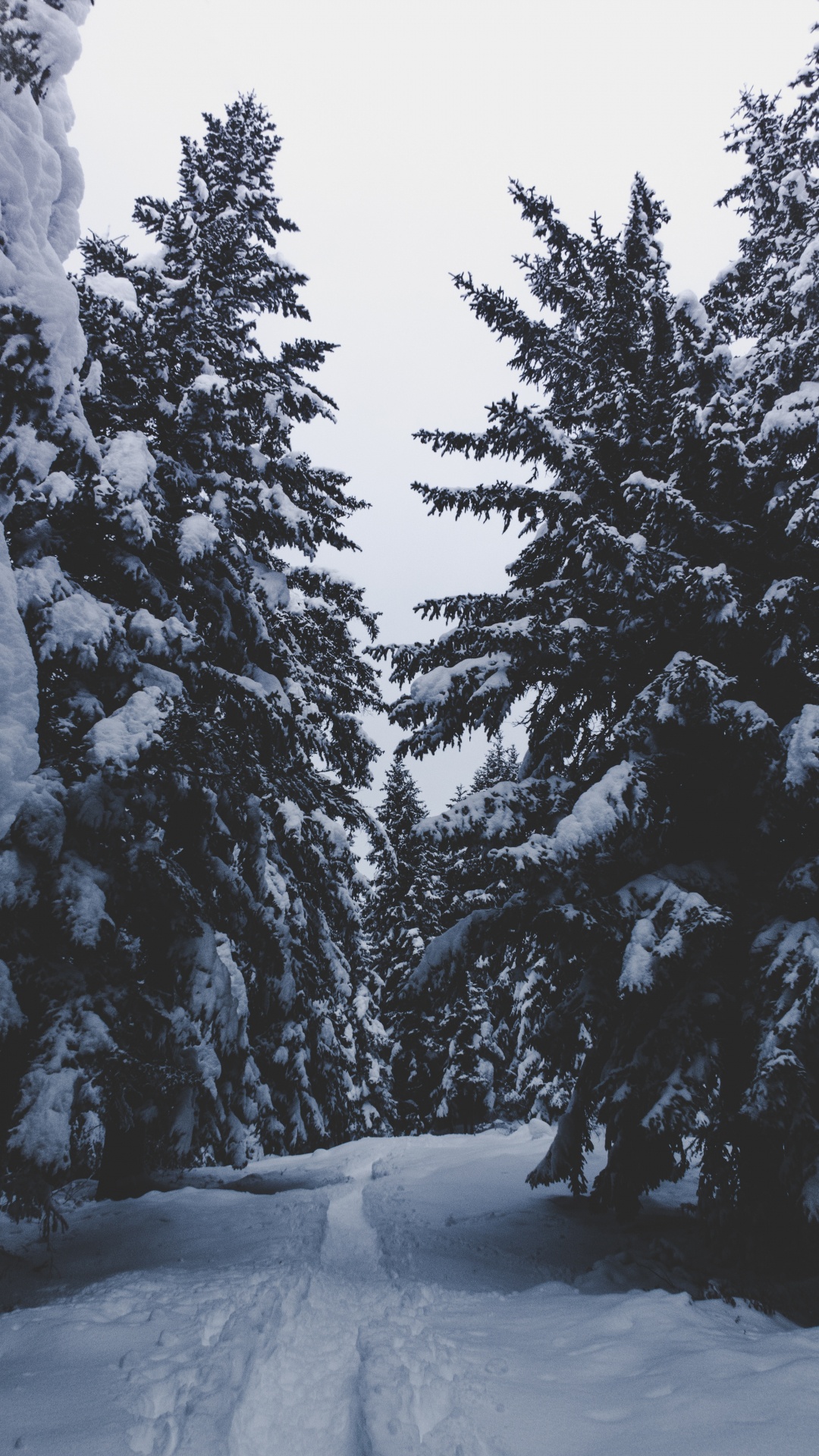 Обои снег, зима, дерево, замораживание, древесные растения в разрешении 1080x1920