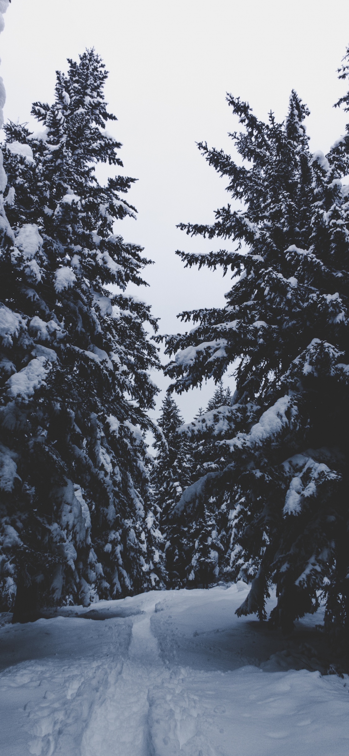 Обои снег, зима, дерево, замораживание, древесные растения в разрешении 1125x2436