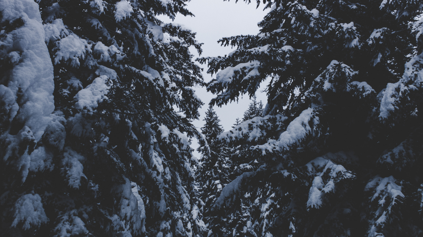 Обои снег, зима, дерево, замораживание, древесные растения в разрешении 1366x768