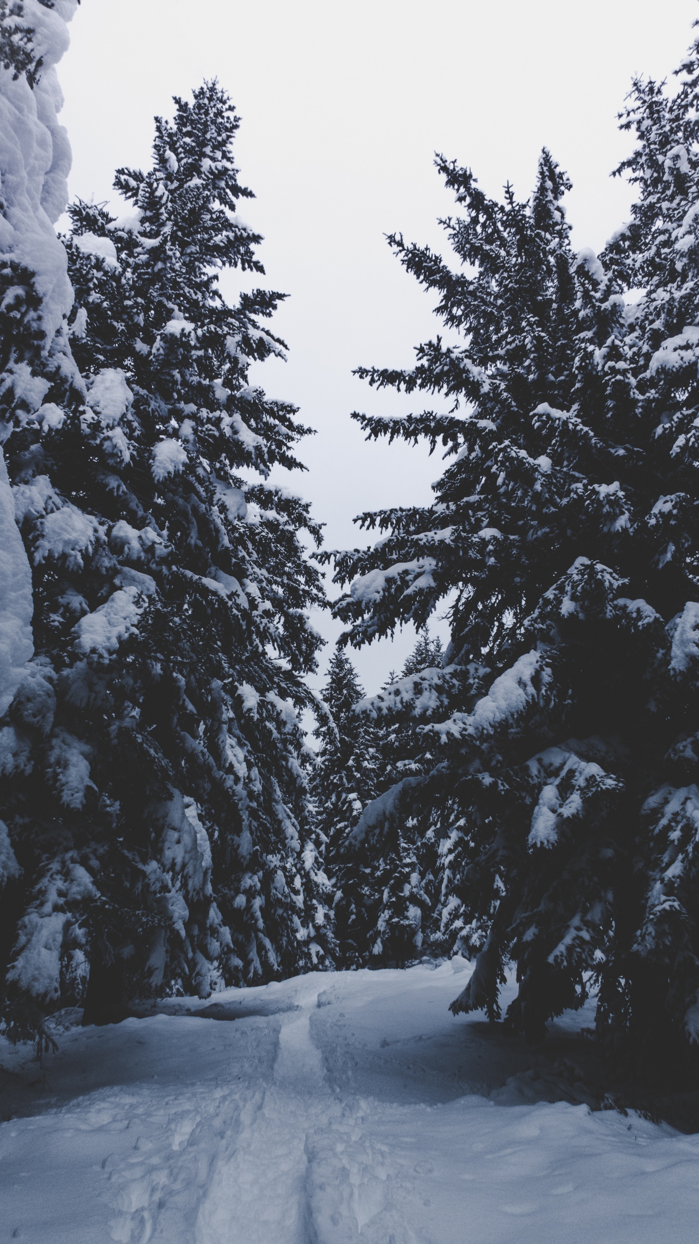 Обои снег, зима, дерево, замораживание, древесные растения в разрешении 1440x2560