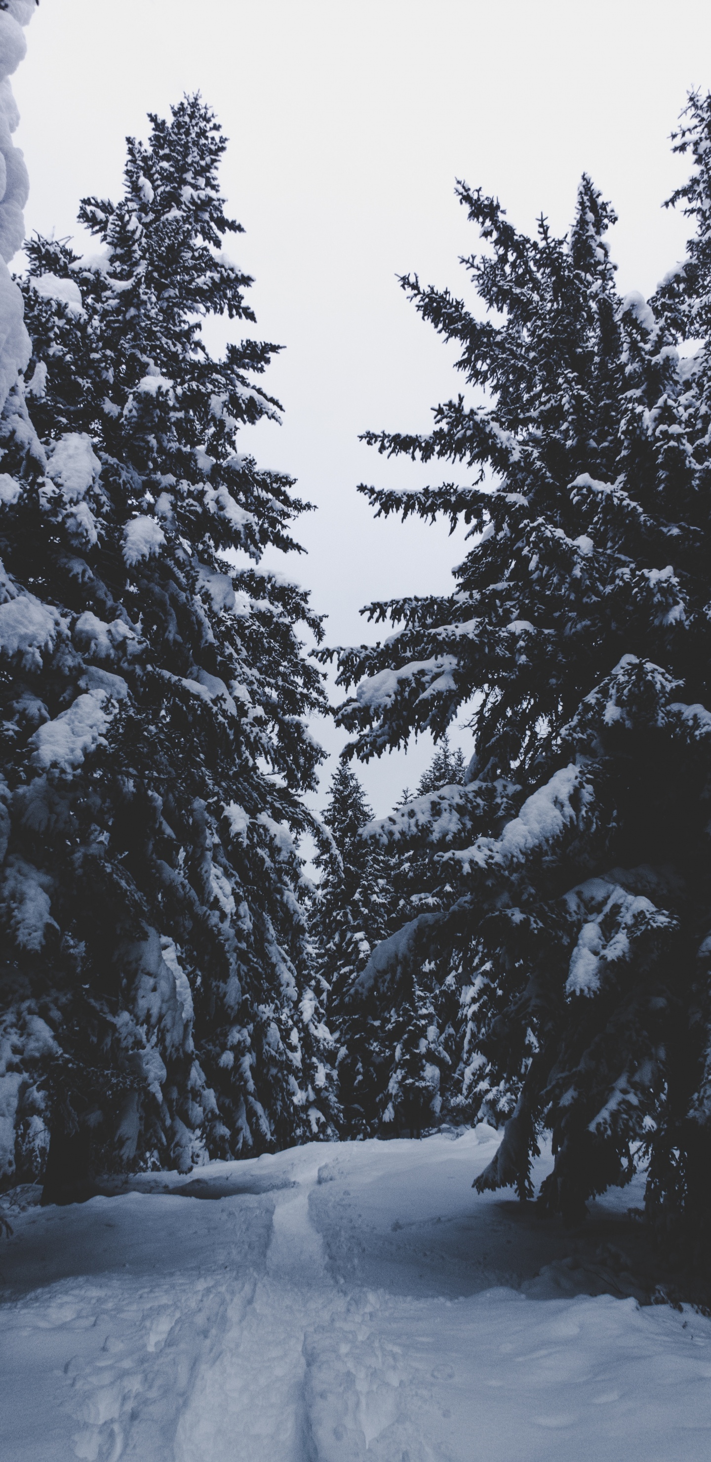 Обои снег, зима, дерево, замораживание, древесные растения в разрешении 1440x2960