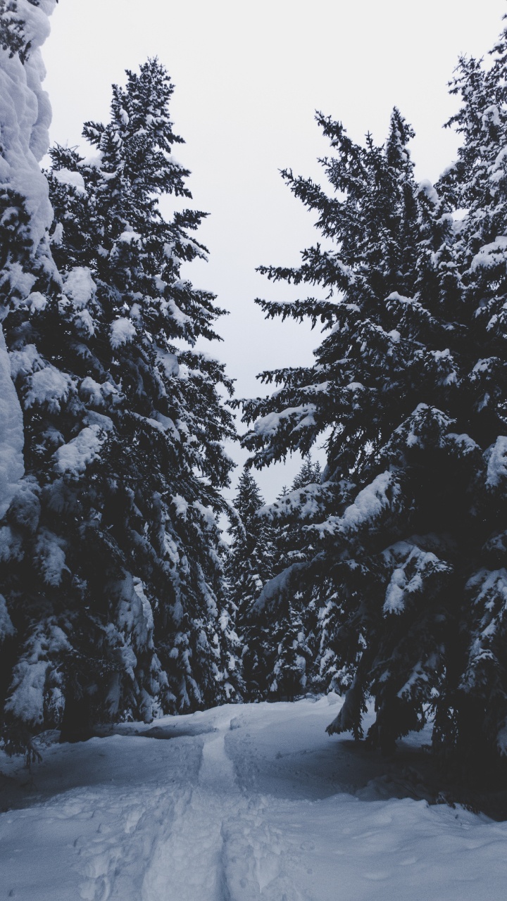 Обои снег, зима, дерево, замораживание, древесные растения в разрешении 720x1280