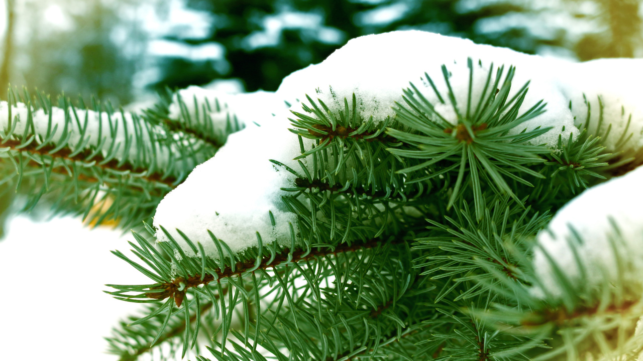 Обои снег, зима, ветвь, дерево, ель в разрешении 1280x720