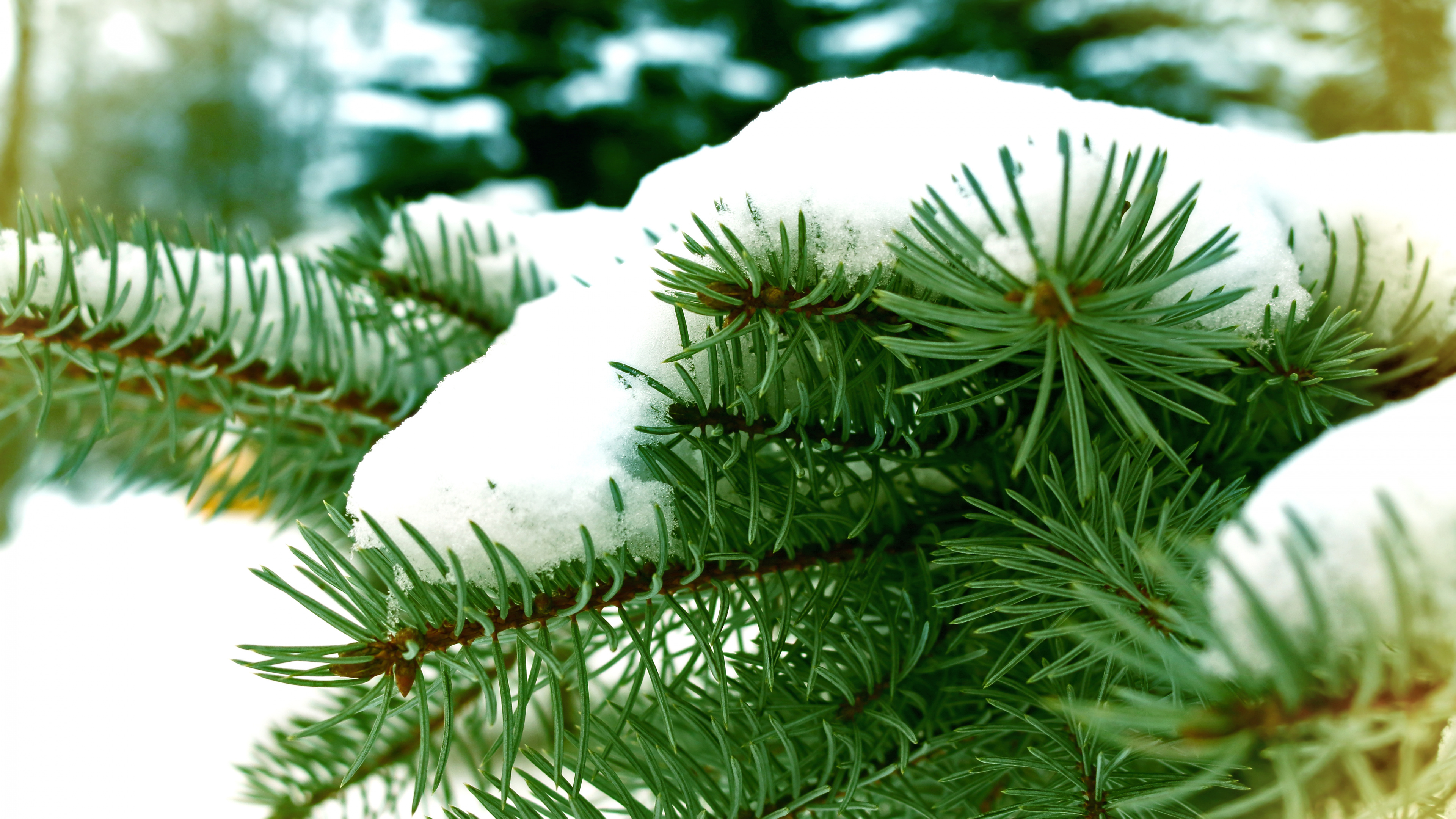Обои снег, зима, ветвь, дерево, ель в разрешении 3840x2160