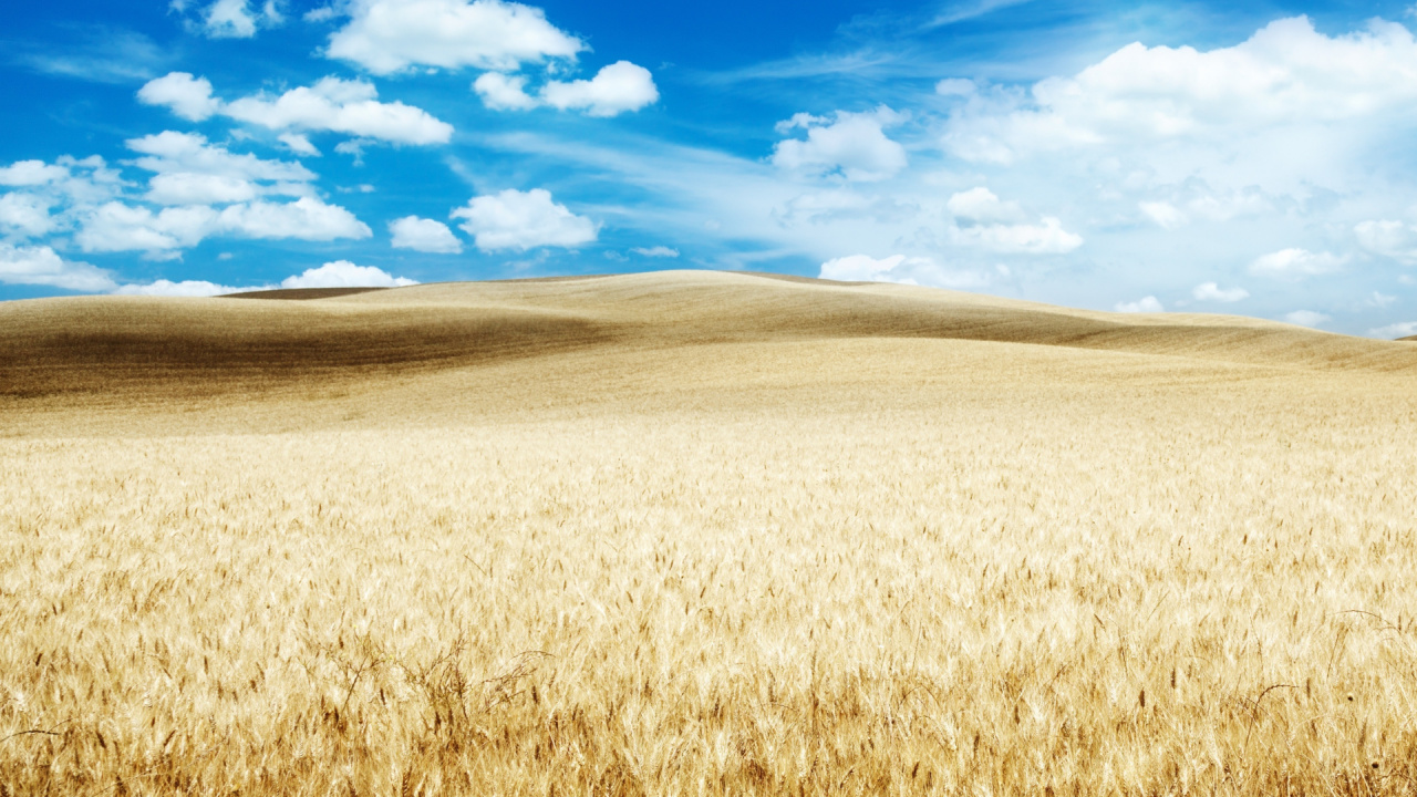 Обои поле, сенокосное угодье, природа, равнина, прерия в разрешении 1280x720