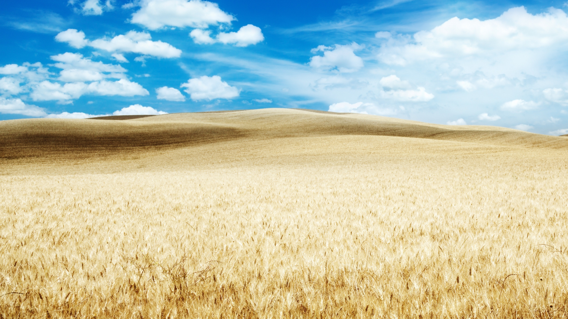 Обои поле, сенокосное угодье, природа, равнина, прерия в разрешении 1920x1080