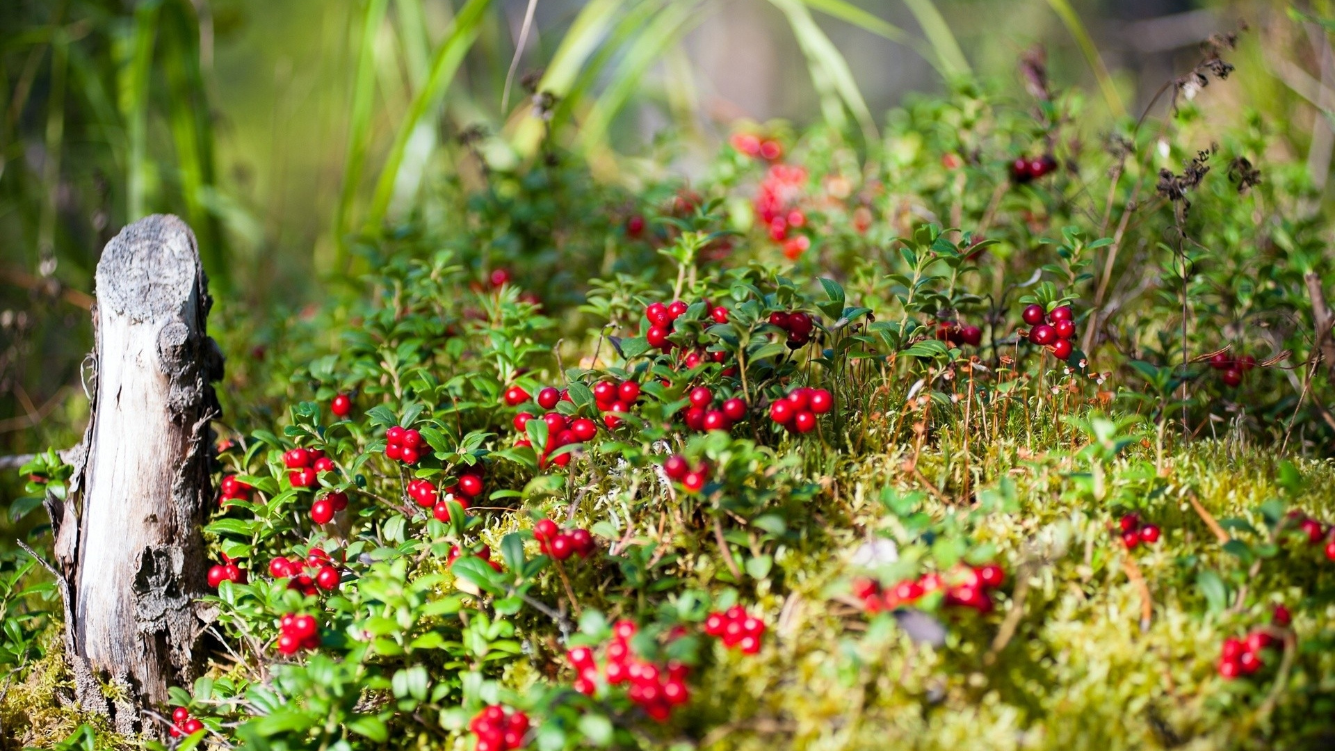 Обои растительность, растение, полевой цветок, весна, цветковое растение в разрешении 1920x1080