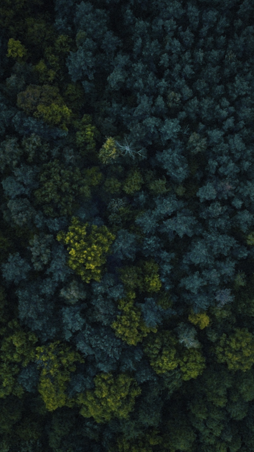 Обои растительность, биом, растение, почвопокровная, листовой овощ в разрешении 1080x1920