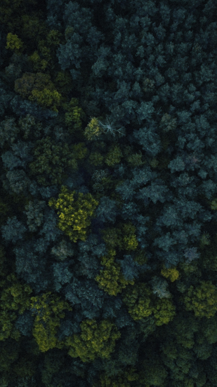 Обои растительность, биом, растение, почвопокровная, листовой овощ в разрешении 750x1334