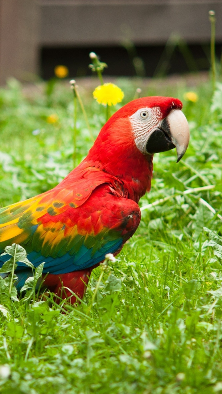 Обои Ара, птица, попугай, клюв, адаптация в разрешении 720x1280