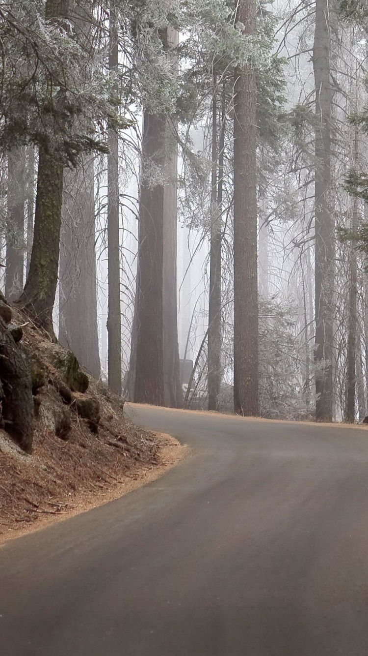 Обои дерево, лес, лесистая местность, дорога, ель еловый лес в разрешении 750x1334