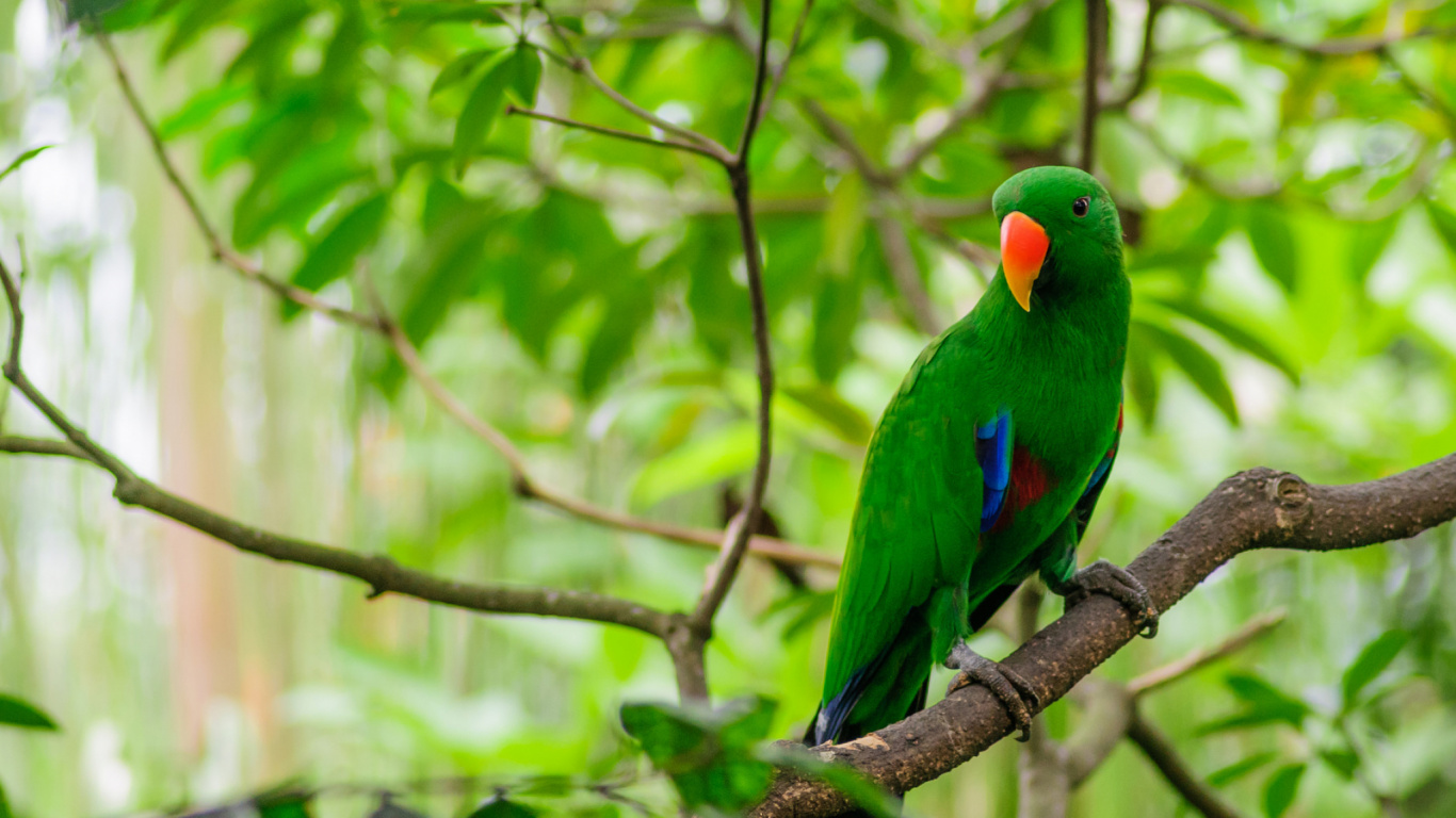 Обои Ара, птица, клюв, попугай, зеленый в разрешении 1366x768