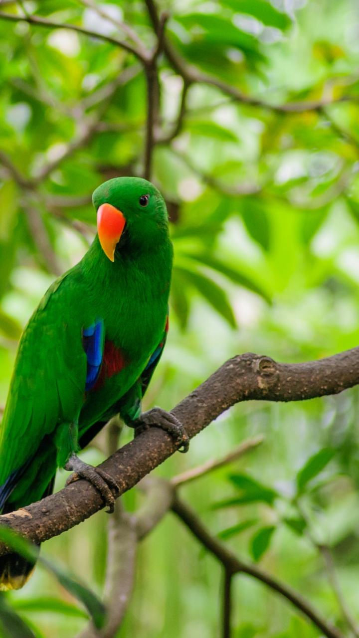 Обои Ара, птица, клюв, попугай, зеленый в разрешении 720x1280