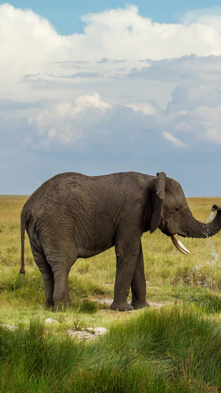 Обои Слон, наземные животные, слоны и мамонты, живая природа, сенокосное угодье в разрешении 720x1280