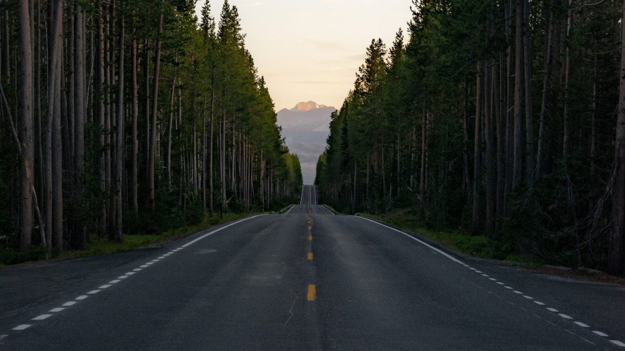 Обои природный ландшафт, пихта, переулок, дорожное покрытие, дорога в разрешении 1280x720