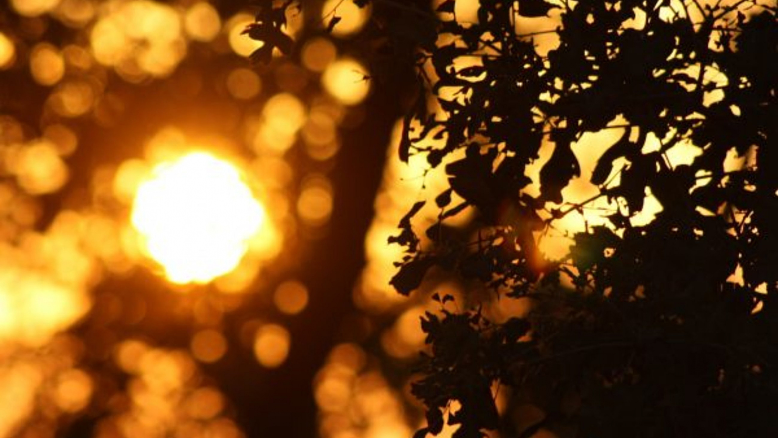 Обои ветвь, дерево, свет, солнечный свет, желтый в разрешении 2560x1440