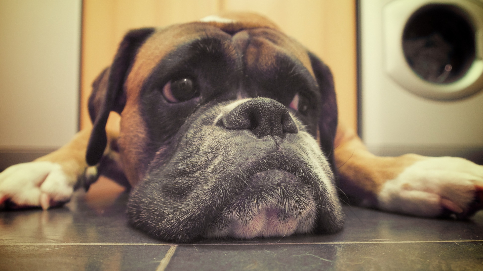 Обои боксер, собака породы, морда, млекопитающее, животное в разрешении 1920x1080