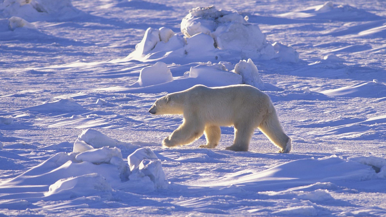 Обои белый медведь, Арктика, медведь, лед, полярные льды в разрешении 1280x720