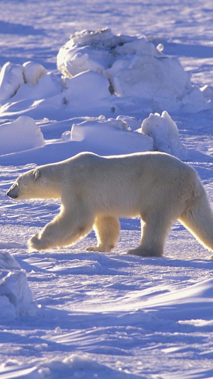 Обои белый медведь, Арктика, медведь, лед, полярные льды в разрешении 720x1280