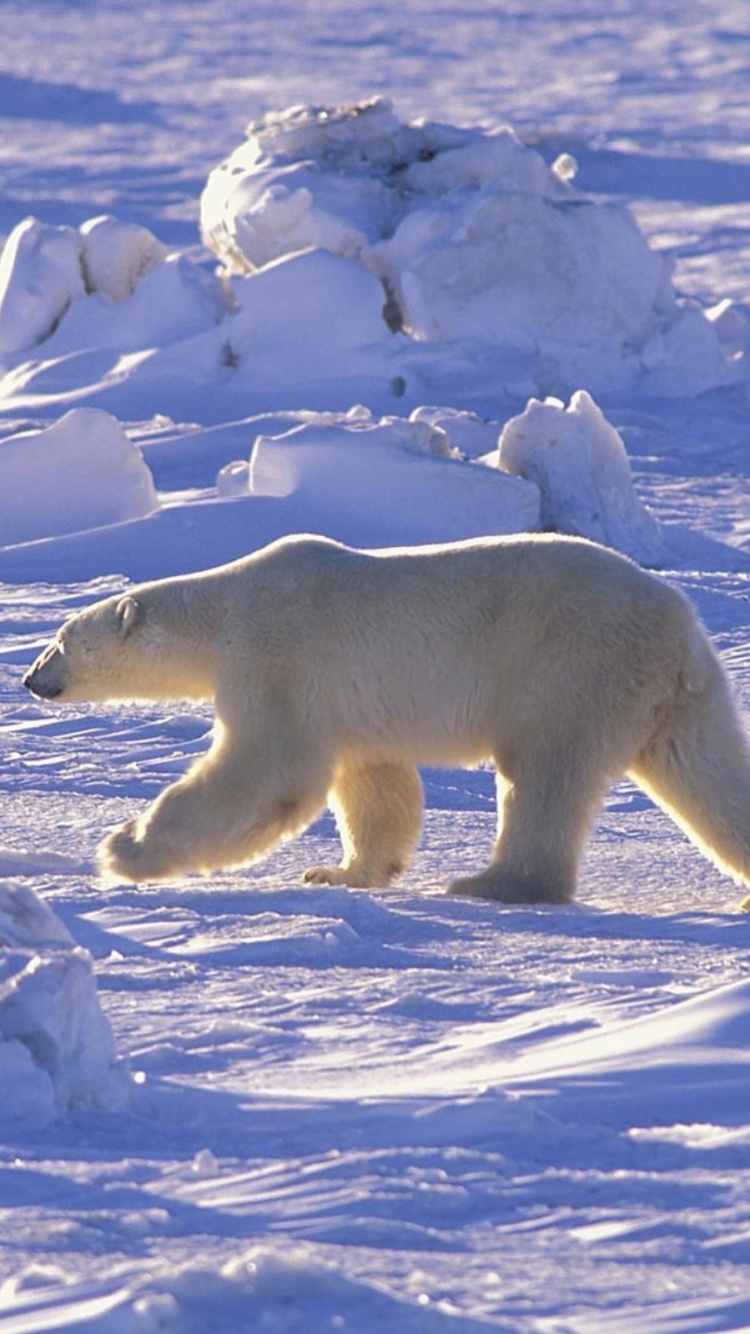 Обои белый медведь, Арктика, медведь, лед, полярные льды в разрешении 750x1334