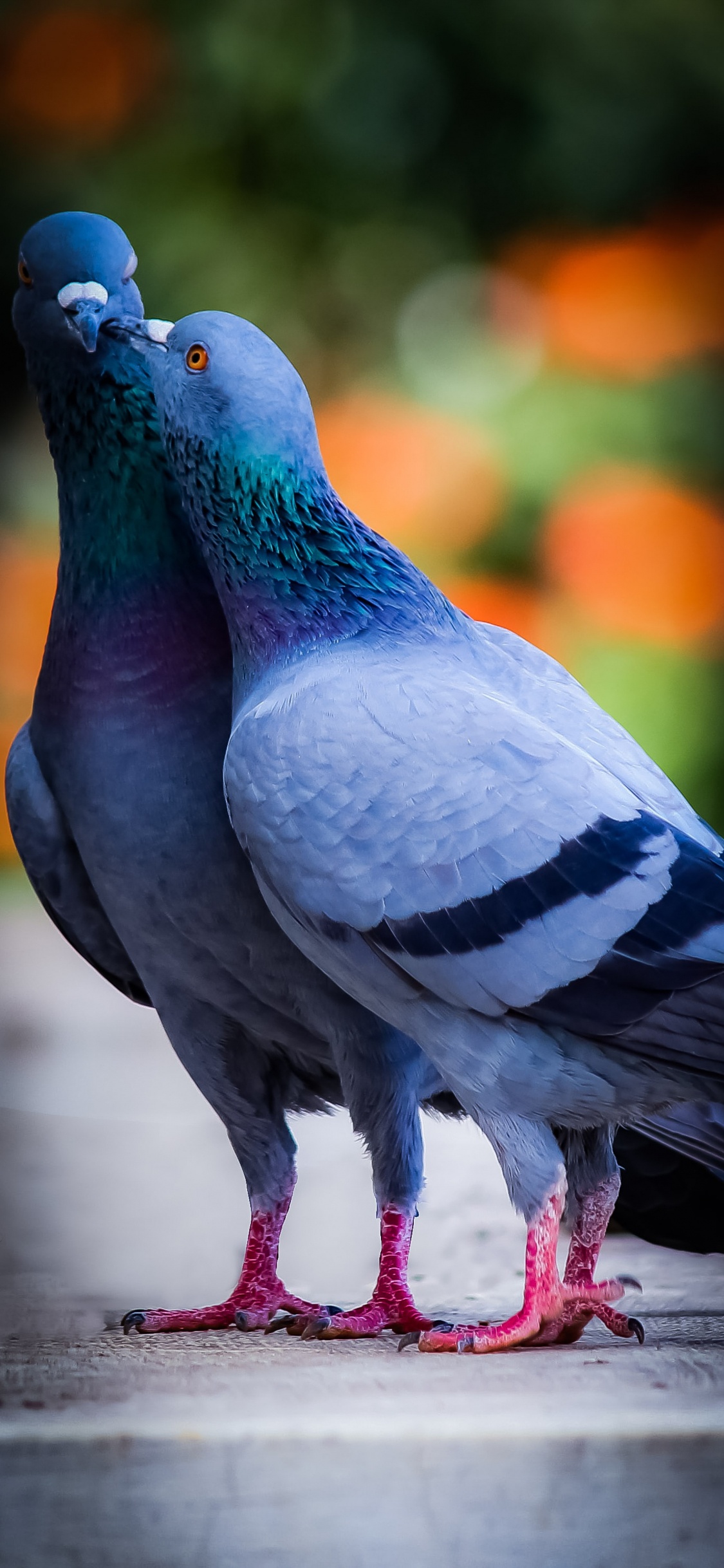 Обои красивый голубь, Антверпен Смерле, Трубастых голубей, Дикий голубь, Индийский Веер в разрешении 1125x2436