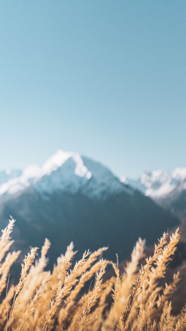 Обои Альпы, растение, гора, облако, снег в разрешении 720x1280