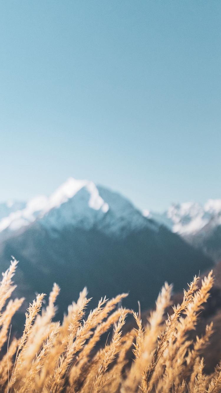 Обои Альпы, растение, гора, облако, снег в разрешении 750x1334