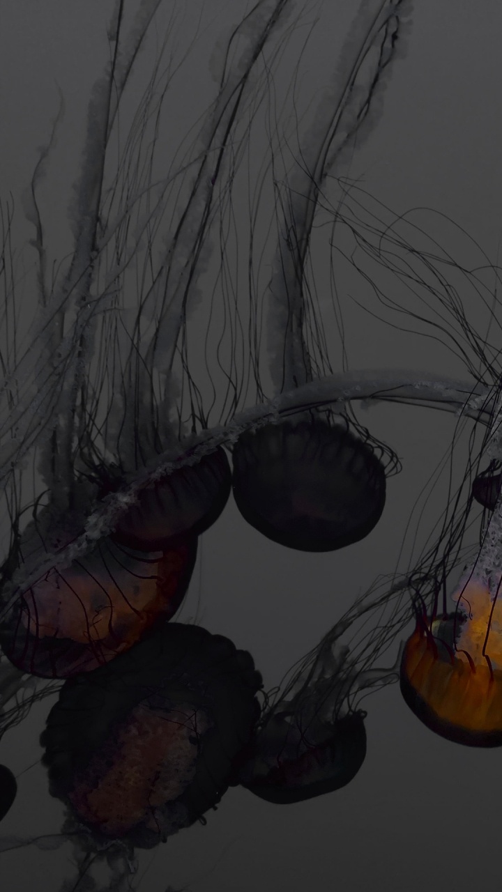 Обои вода, визуальное искусство, пасть, арт, живопись в разрешении 720x1280