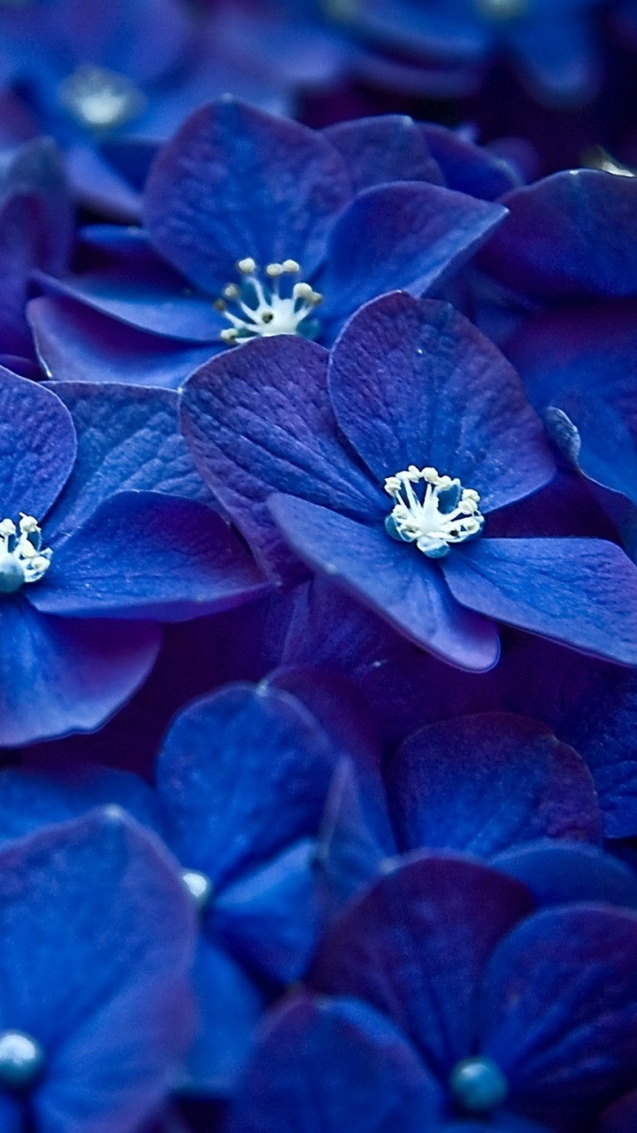 Обои голубой цветок, синий, лепесток, синий кобальт, электрик в разрешении 720x1280