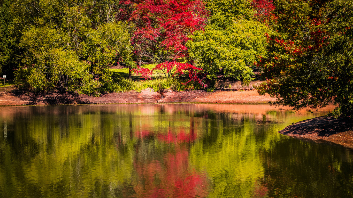 Обои отражение, Ботанический Сад Маунт-Лофти, парк, Ботанический сад, природа в разрешении 1366x768