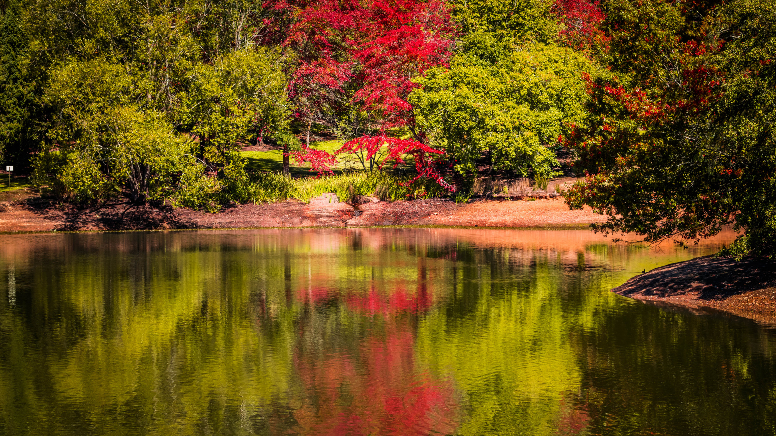 Обои отражение, Ботанический Сад Маунт-Лофти, парк, Ботанический сад, природа в разрешении 2560x1440