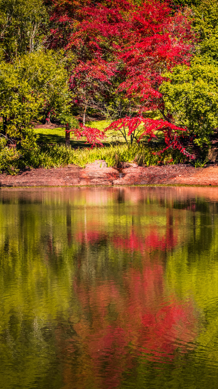 Обои отражение, Ботанический Сад Маунт-Лофти, парк, Ботанический сад, природа в разрешении 750x1334