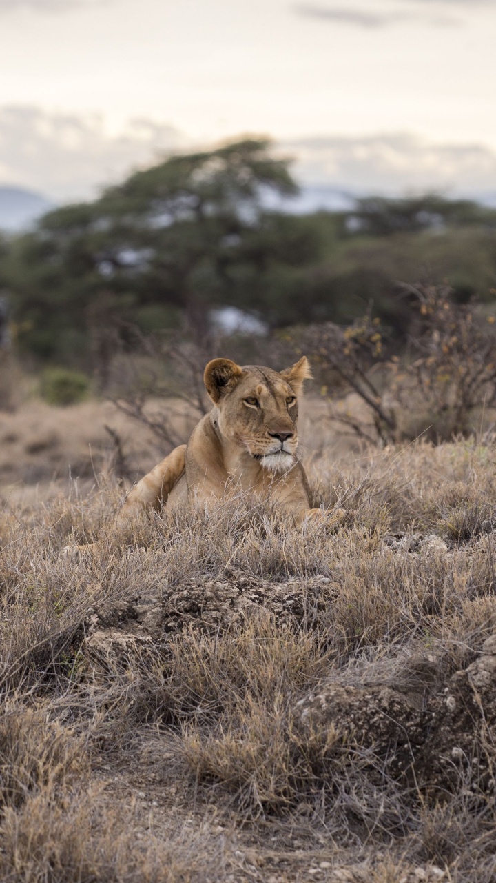 Обои Лев, живая природа, сафари, Саванна, дикая местность в разрешении 720x1280