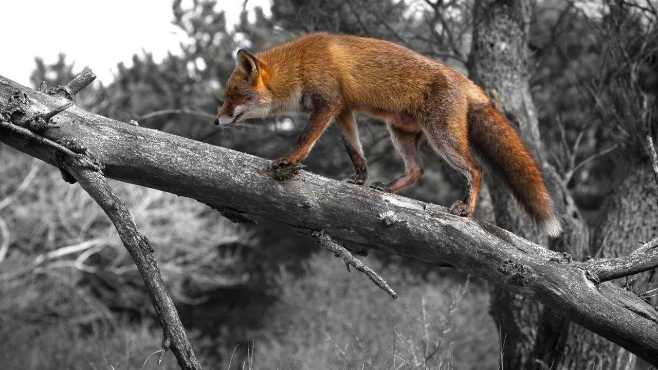 Обои рыжая лисица, живая природа, дерево, хвост, песец в разрешении 1280x720