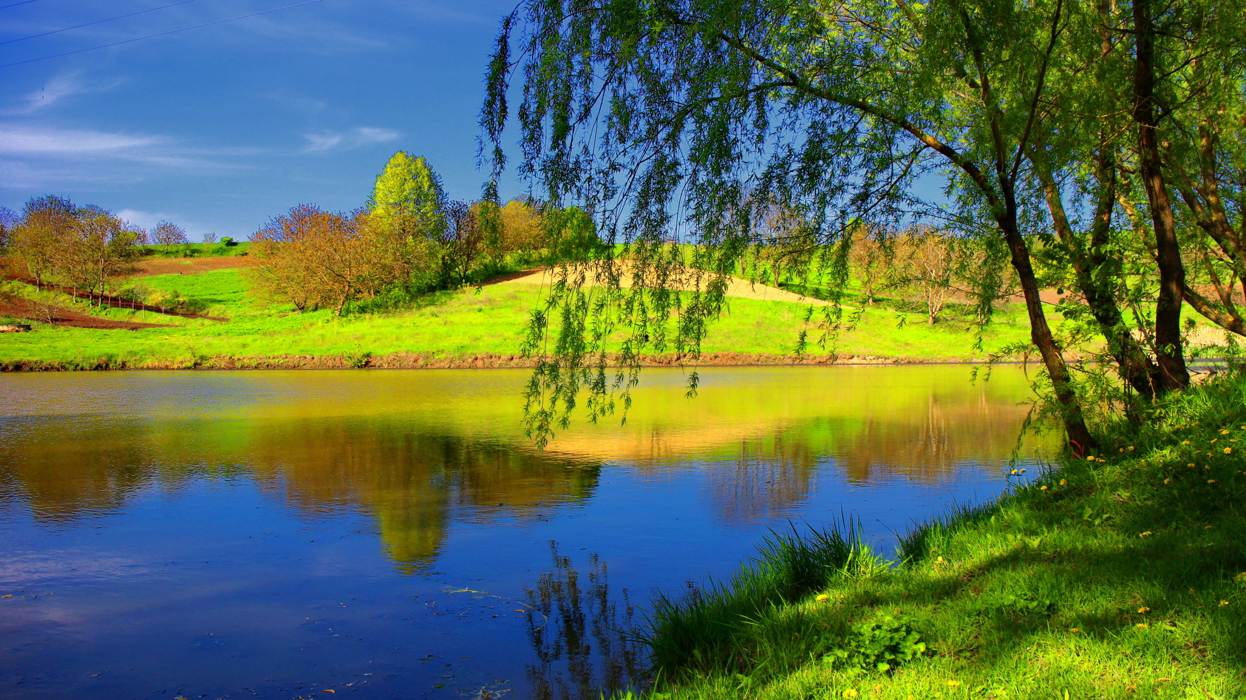 Обои лето, природа, отражение, дерево, вода в разрешении 2560x1440