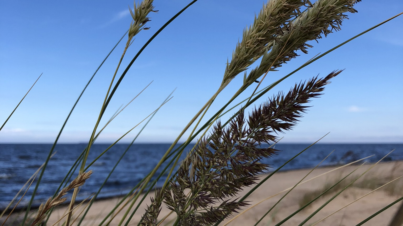 Обои трава, окружающая среда, песок, горизонт, семейство травы в разрешении 1280x720