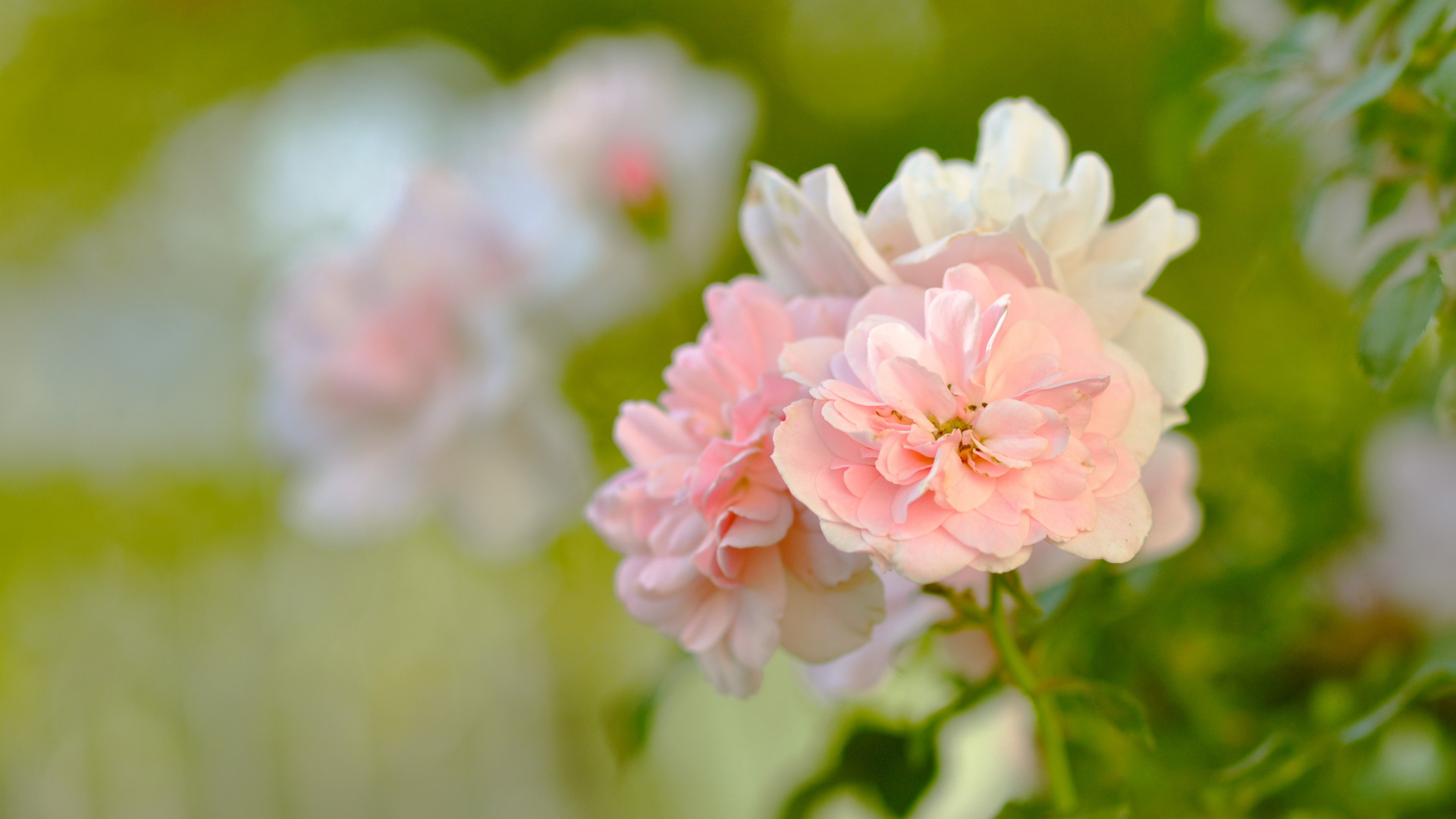 Обои цветочный букет, весна, цветок, розовый, цветковое растение в разрешении 1920x1080