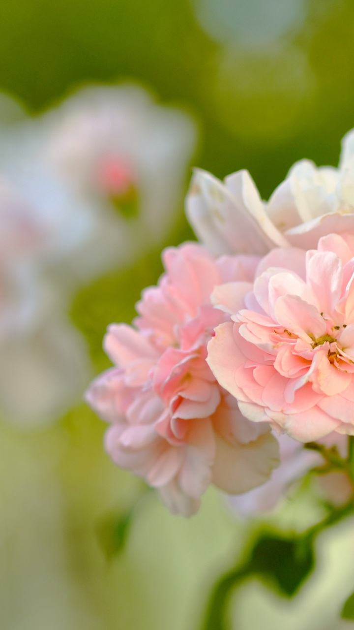 Обои цветочный букет, весна, цветок, розовый, цветковое растение в разрешении 720x1280